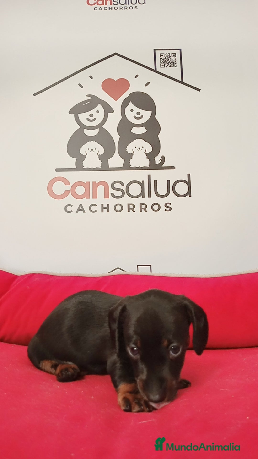 Teckel perros en venta: Teckel kanichen - Imagen 3