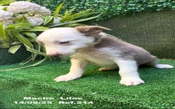 Border Collie perros en venta: BORDER COLLIE color lilac - Imagen 29