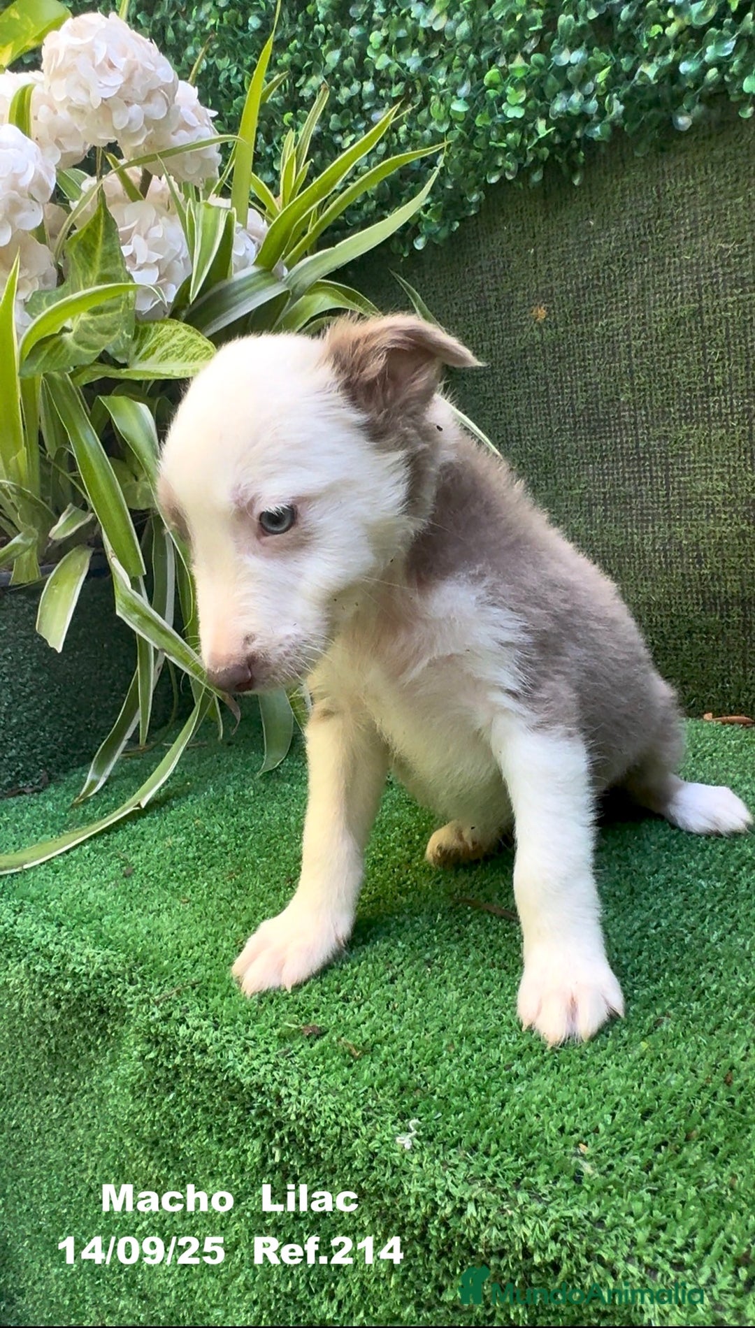 Border Collie perros en venta: BORDER COLLIE color lilac - Imagen 29