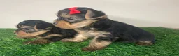 Yorkshire Terrier perros en venta: Cachorro yorkshire  - Anuncio 2