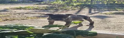 Staffordshire Bull Terrier perros en venta: Staffordshire bull terrier - Anuncio 4