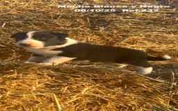 Border Collie perros en venta: BORDER COLLIE - Anuncio 1