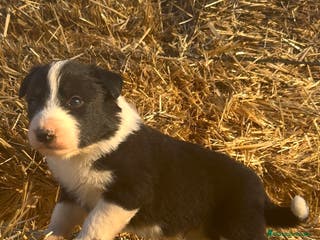 Border Collie perros BORDER COLLIE - Anuncio 20