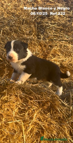 Border Collie perros BORDER COLLIE - Anuncio 9