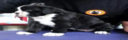 Boxer perros en venta: Cachorros boxer de alta selección  - Anuncio 13