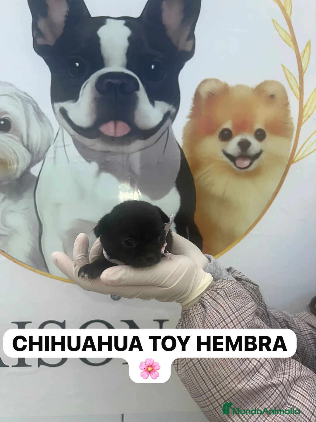 Chihuahua perros en venta: CAMADA CHIHUAHUAS PRECIOSOS - Anuncio 2