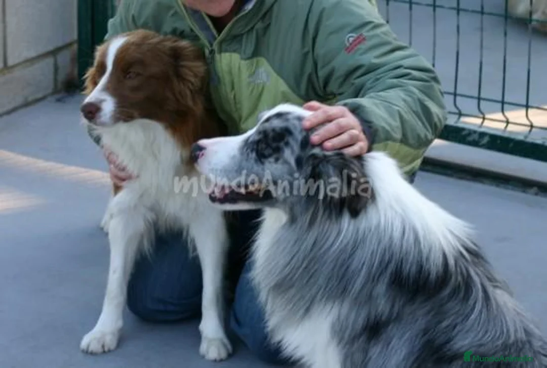 Imagen de galería {{count}}