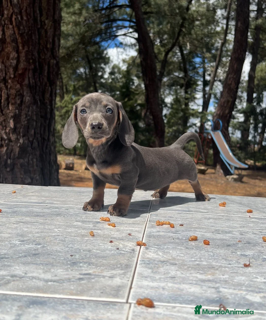 Teckel perros en venta: Teckel mini blue precio real en Salamanca - Anuncio 2