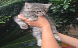 Británico de Pelo Corto gatos en venta: Gatcot.com - Imagen 4