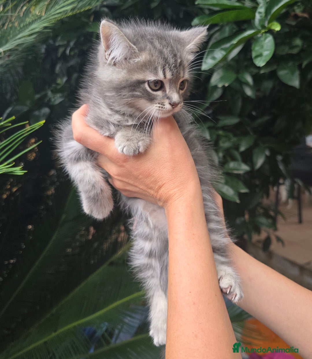 Británico de Pelo Corto gatos en venta: Gatcot.com - Imagen 4