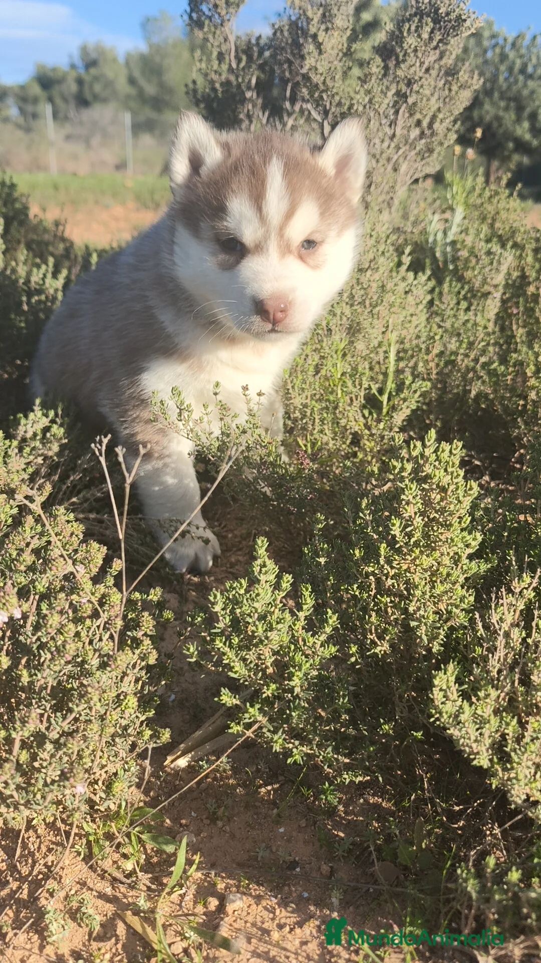 Husky Siberiano perros en venta: Husky SIBERIANO  - Anuncio 7