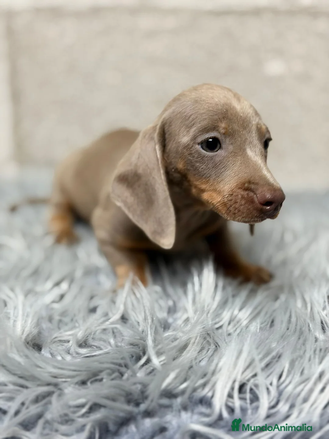 Teckel Miniatura perros en venta: TECKEL ISABELLA - Anuncio 4