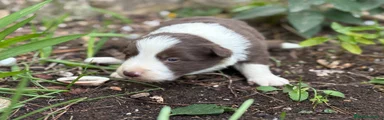 Border Collie Macho Chocolate