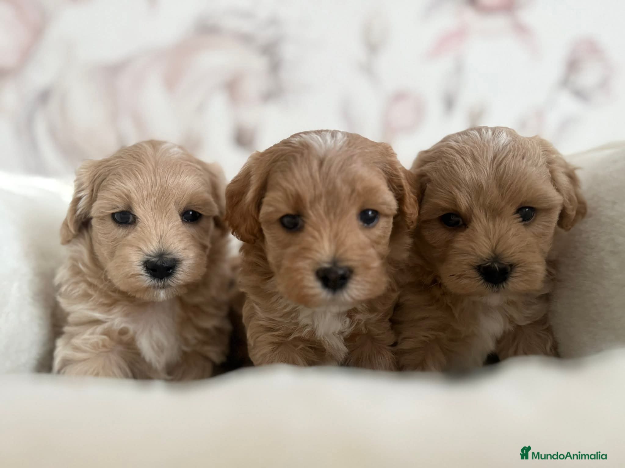 Maltipoo perros Maltipoo  - Anuncio 1