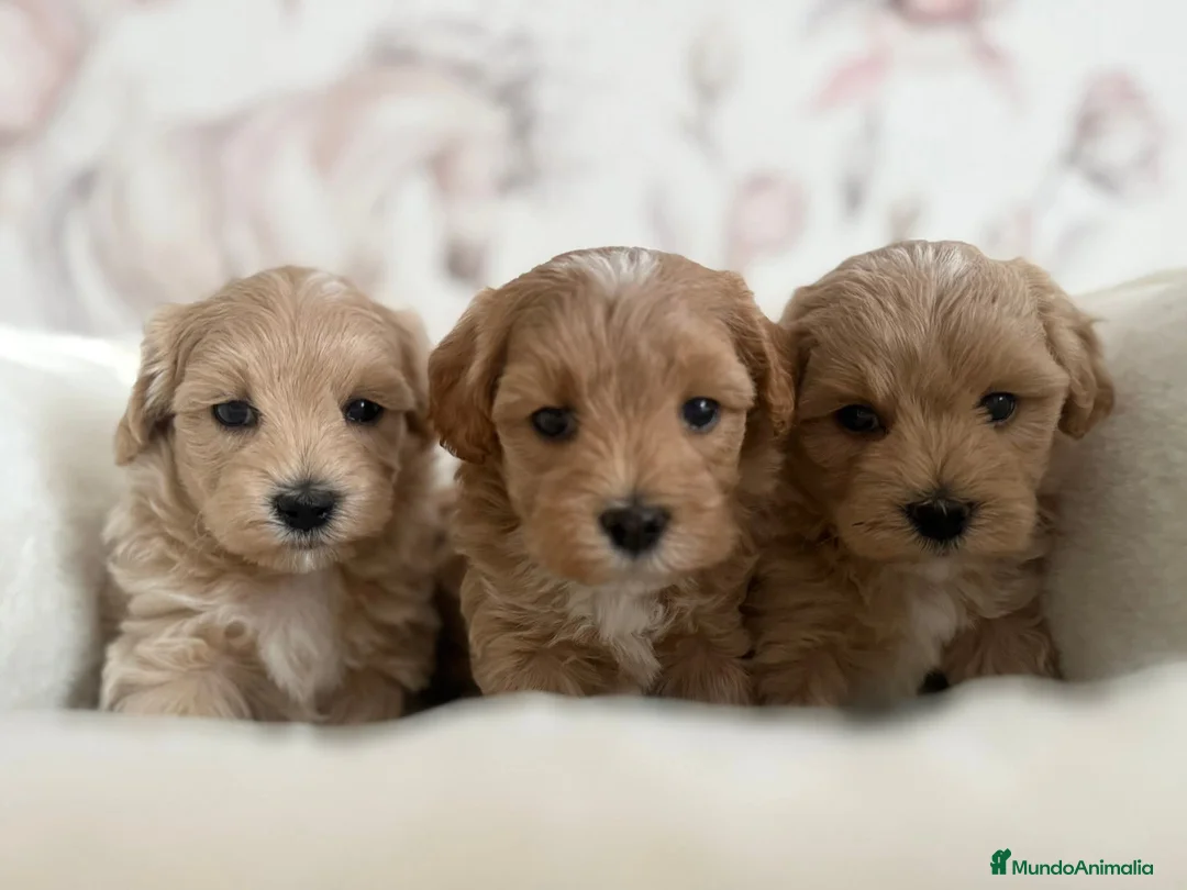 Maltipoo perros en venta: Maltipoo  - Anuncio 1