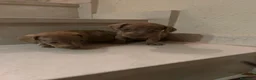Teckel perros en venta: Teckel kanichen maxima calidad - Anuncio 15