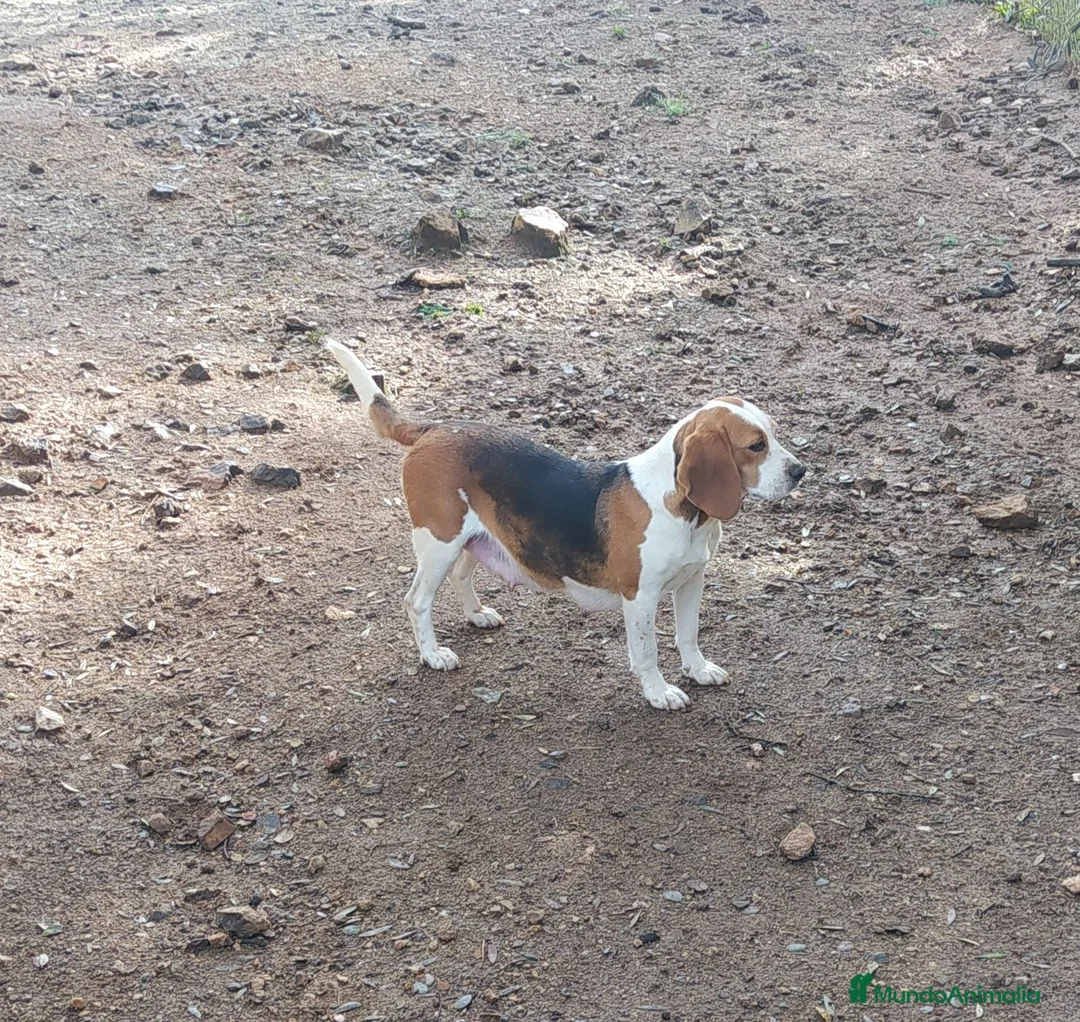 Beagle perros en venta: Beagles de calidad, económicos - Anuncio 1