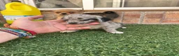 Pomchi perros en venta: Cruzaditos de chihuahua y pomerania  - Anuncio 7