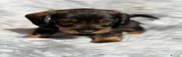 Teckel Miniatura perros en venta: TECKEL HOJA SECA PAPÁS KANINCHEN - Anuncio 5