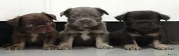 Bulldog Francés perros en venta: Bulldog francés fluffys  - Anuncio 11