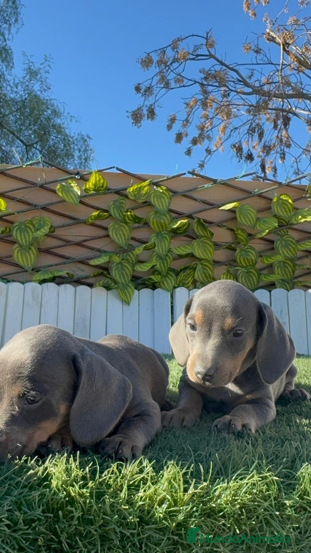 Teckel Miniatura perros en venta: TECKEL MINIATURA BLUE AND TAN - Anuncio 14