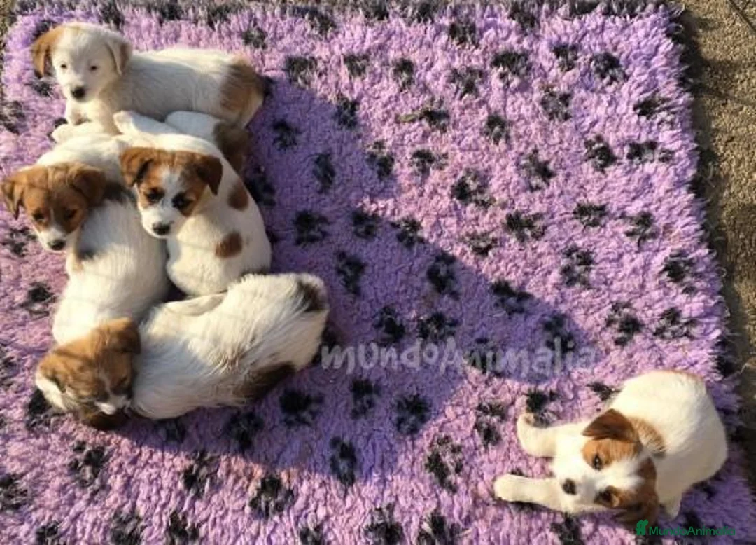 Imagen de galería {{count}}