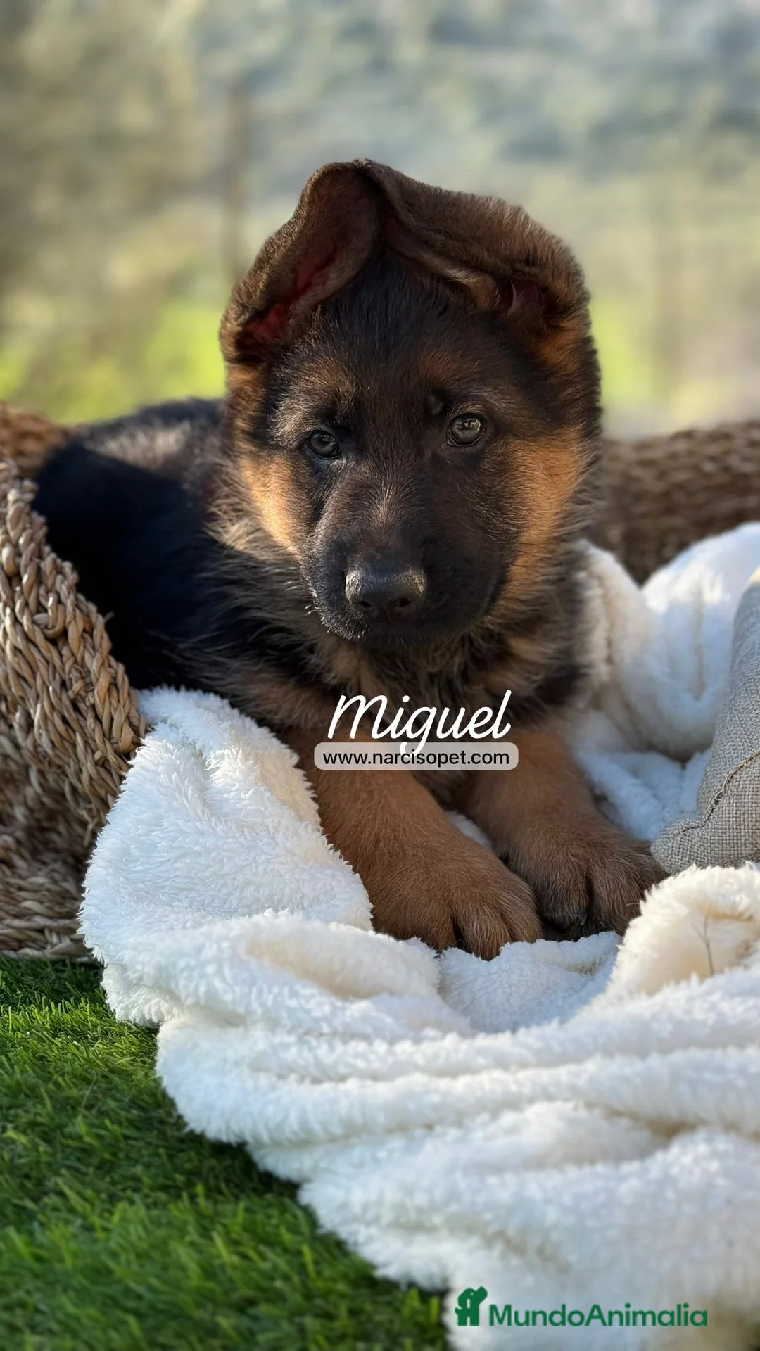 Pastor Alemán perros en venta: CAMADA DE PASTOR ALEMAN - Anuncio 2