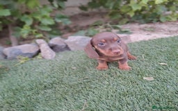 Teckel Miniatura perros en venta: TECKEL KANINCHEN CHOCOLATE  - Imagen 3
