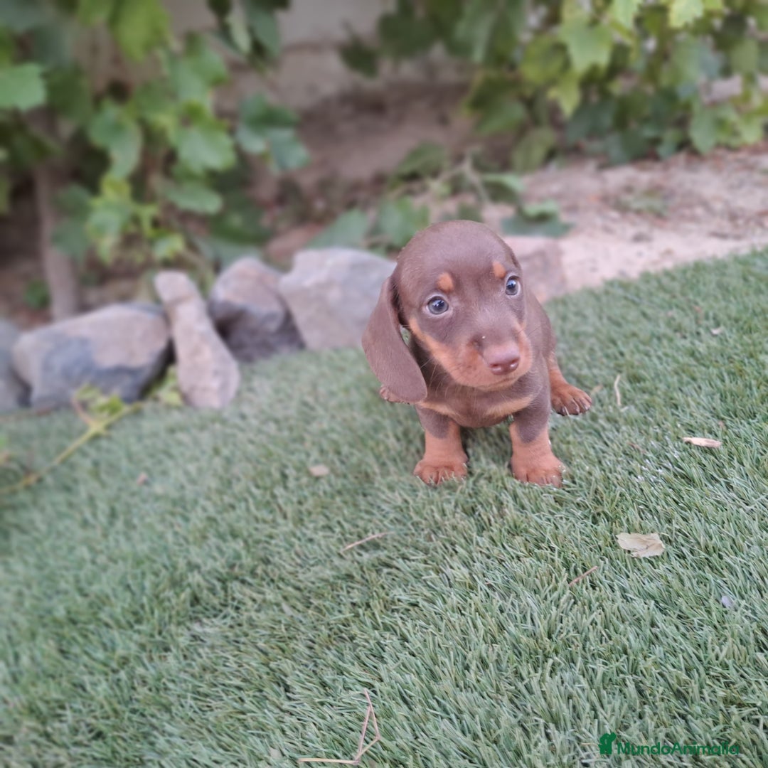 Teckel Miniatura perros en venta: TECKEL KANINCHEN CHOCOLATE  - Imagen 3