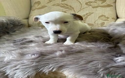 Jack Russell Terrier perros en venta: Cachorros de Jack Russell  - Imagen 16