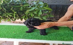 Caniche Toy perros en venta: Caniche - Imagen 6