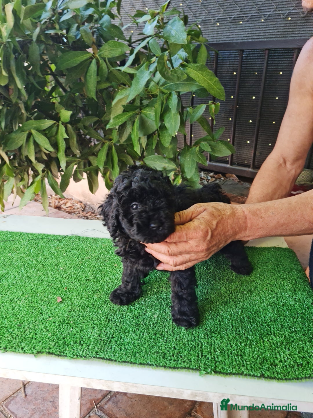 Caniche Toy perros en venta: Caniche - Imagen 6