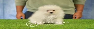 Pomerania macho crema