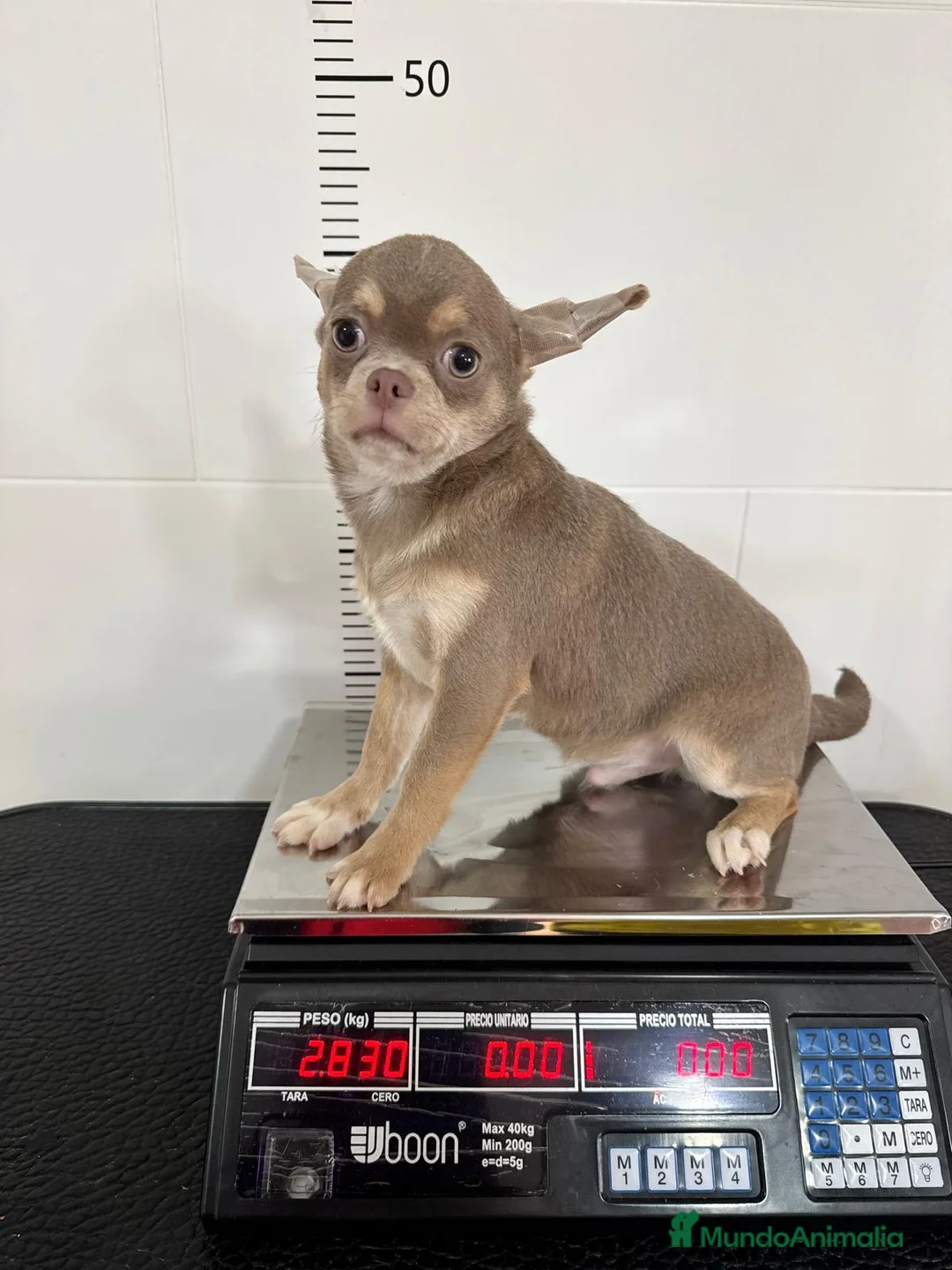 Chihuahua perros en venta: CHIHUAHUA ADULTO - Anuncio 11