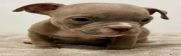 American Bully perros en venta: American bully - Anuncio 3