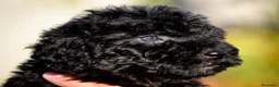 Perro de Agua Español perros en venta: PERRO DE AGUA  - Anuncio 7