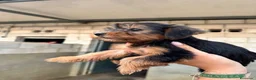 Yorkshire Terrier perros en venta: CACHORROS DE YORKSHIRE TERRIER  - Anuncio 6