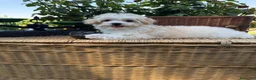 Maltipoo perros en venta: Maltipoo tres meses cumplidos !!! - Anuncio 2