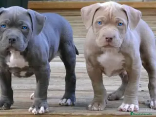 American Staffordshire-Terrier perros AMERICAN STAFFORD BLUE CRIADORES 631 67 03 85 en Sevilla - Anuncio 14