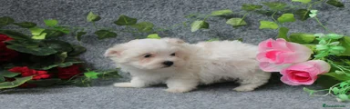 Bichón Maltés Cachorro 9
