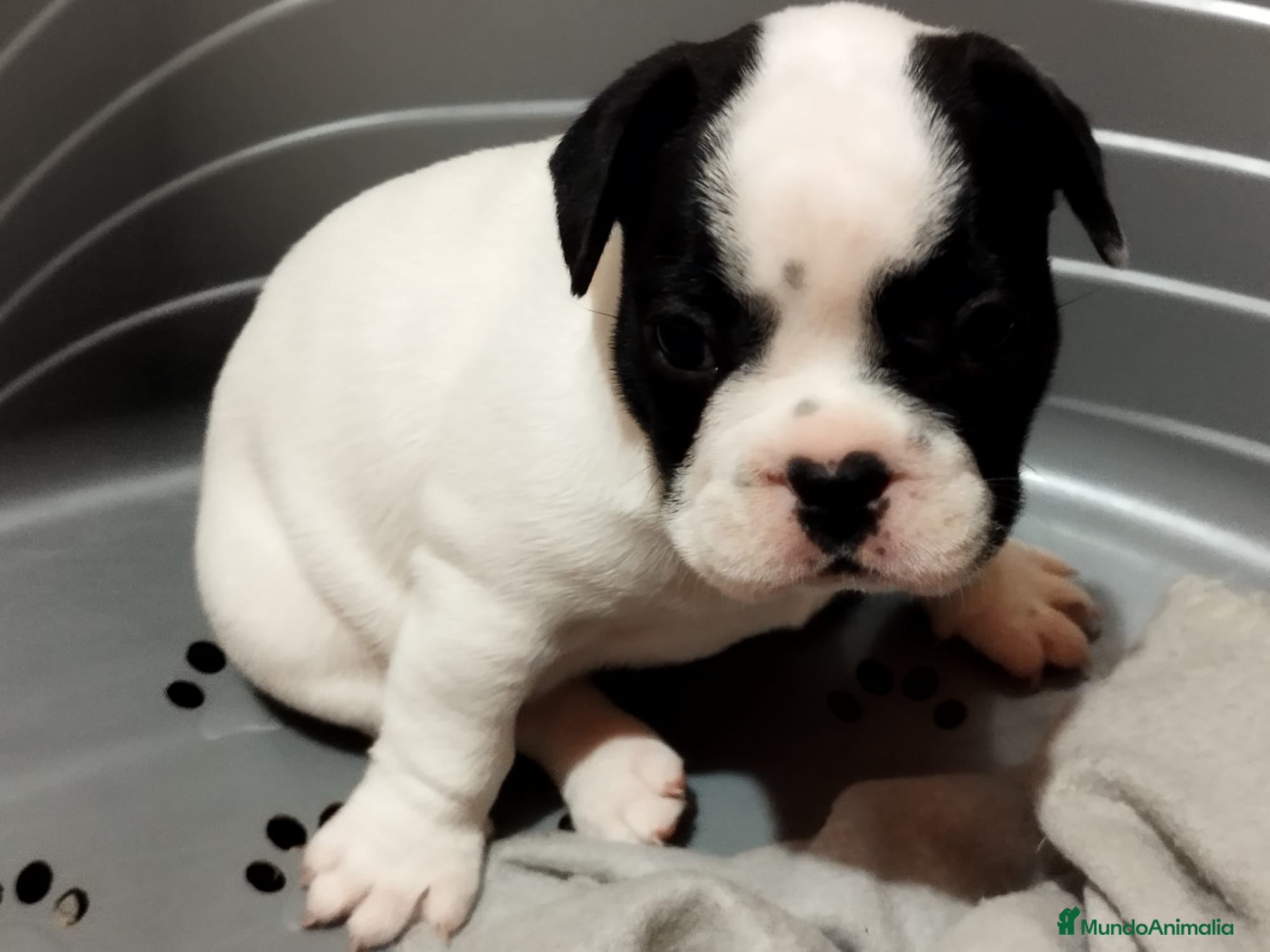 Bulldog Francés perros Cachorros de bulldog francés - Anuncio 1