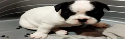 Bulldog Francés perros en venta: Cachorros de bulldog francés - Anuncio 1