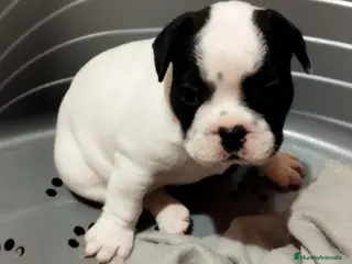 Bulldog Francés perros Cachorros de bulldog francés - Anuncio 1