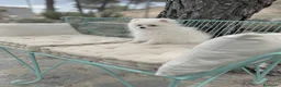 Pomerania perros en venta: Pomerania totalmente vacunada !!! - Anuncio 5