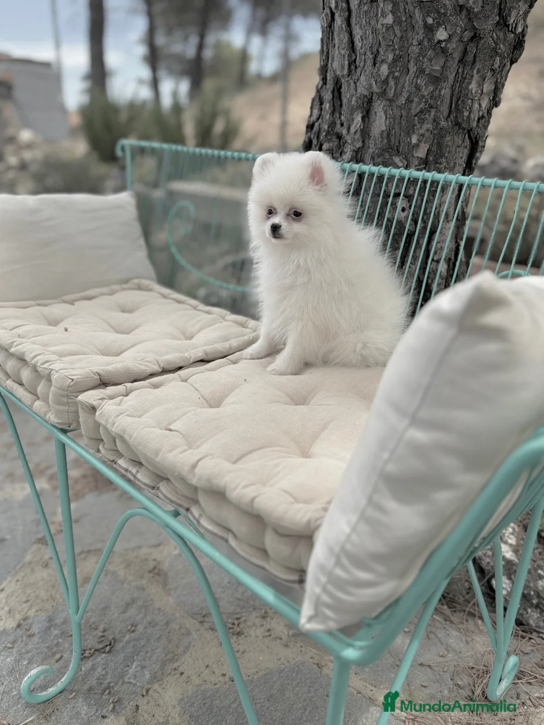 Pomerania perros en venta: Pomerania totalmente vacunada !!! - Anuncio 5