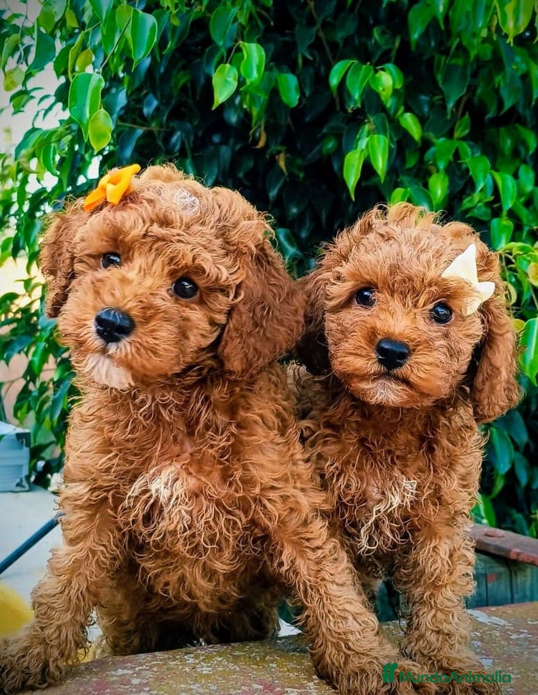 Raza Mixta perros en venta: Caniche apricot precio real  - Imagen 1