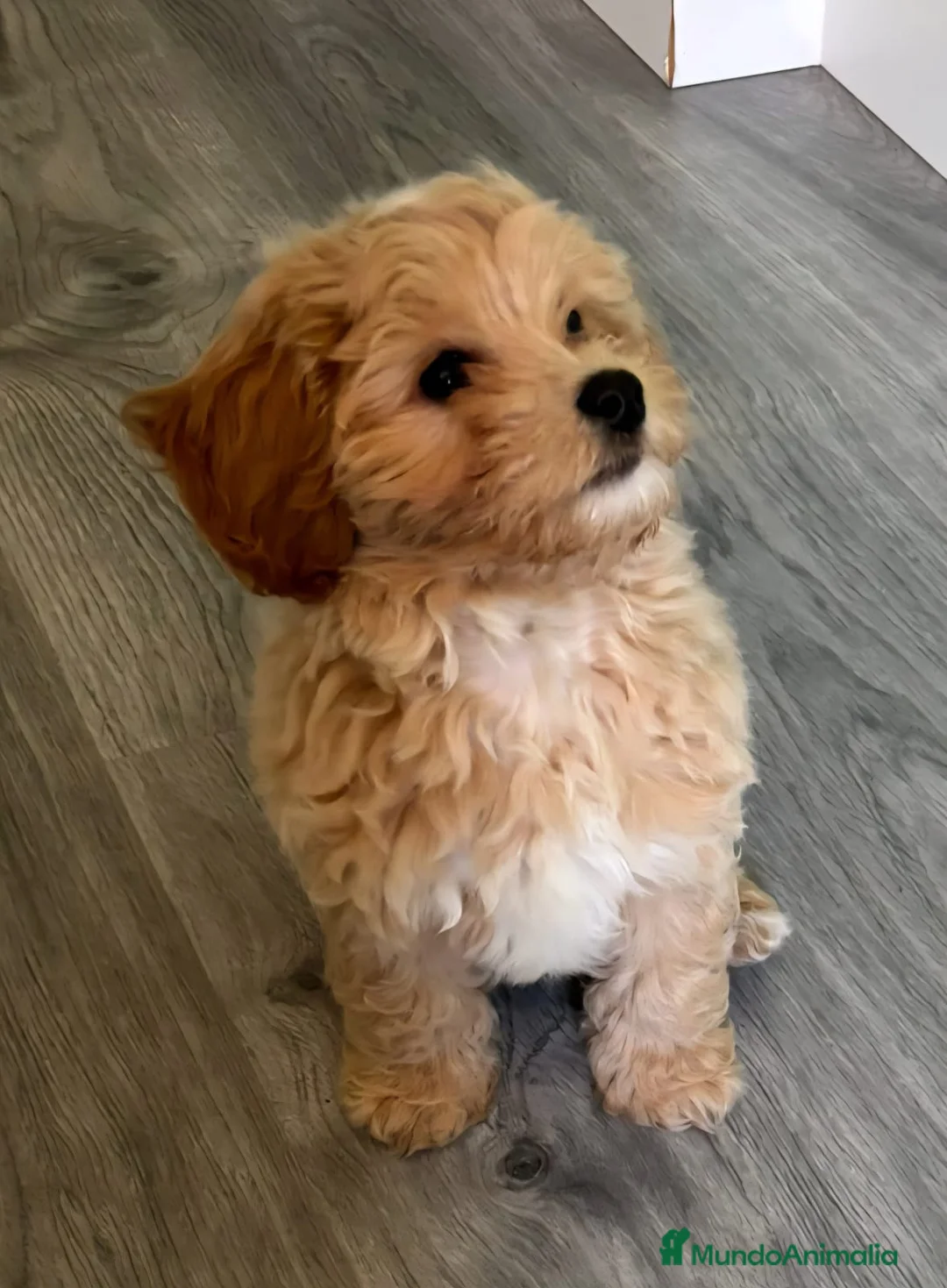 Maltipoo perros en venta: Cachorros  Maltipoo  - Anuncio 2