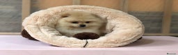 Pomerania perros en venta: Pomerania mini - Anuncio 4