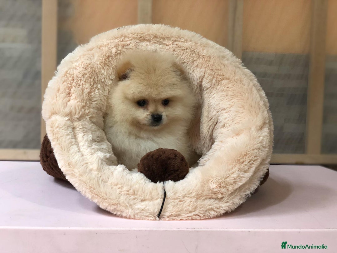 Pomerania perros en venta: Pomerania mini - Anuncio 4