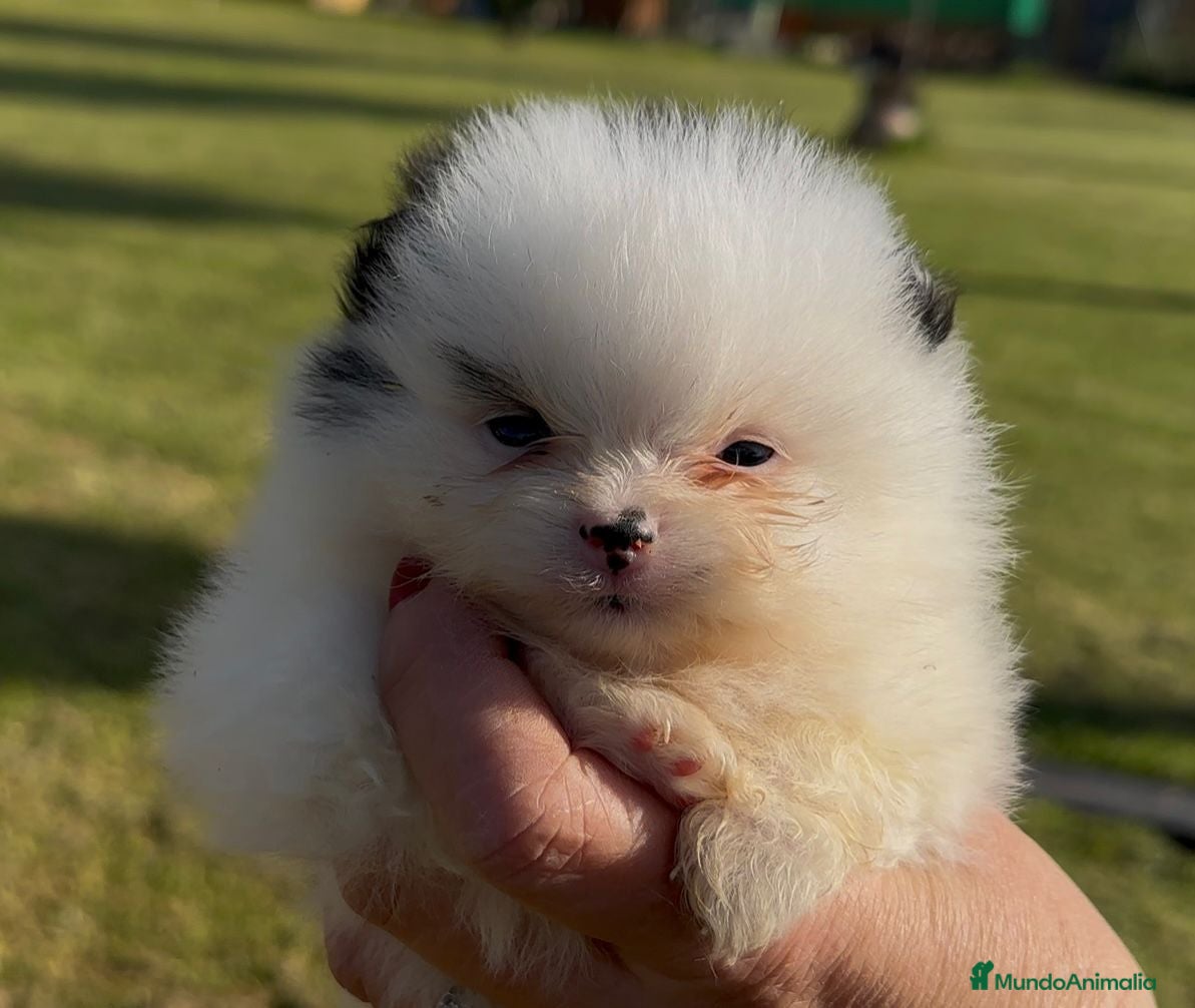 Pomerania perros Pomerania  - Anuncio 2